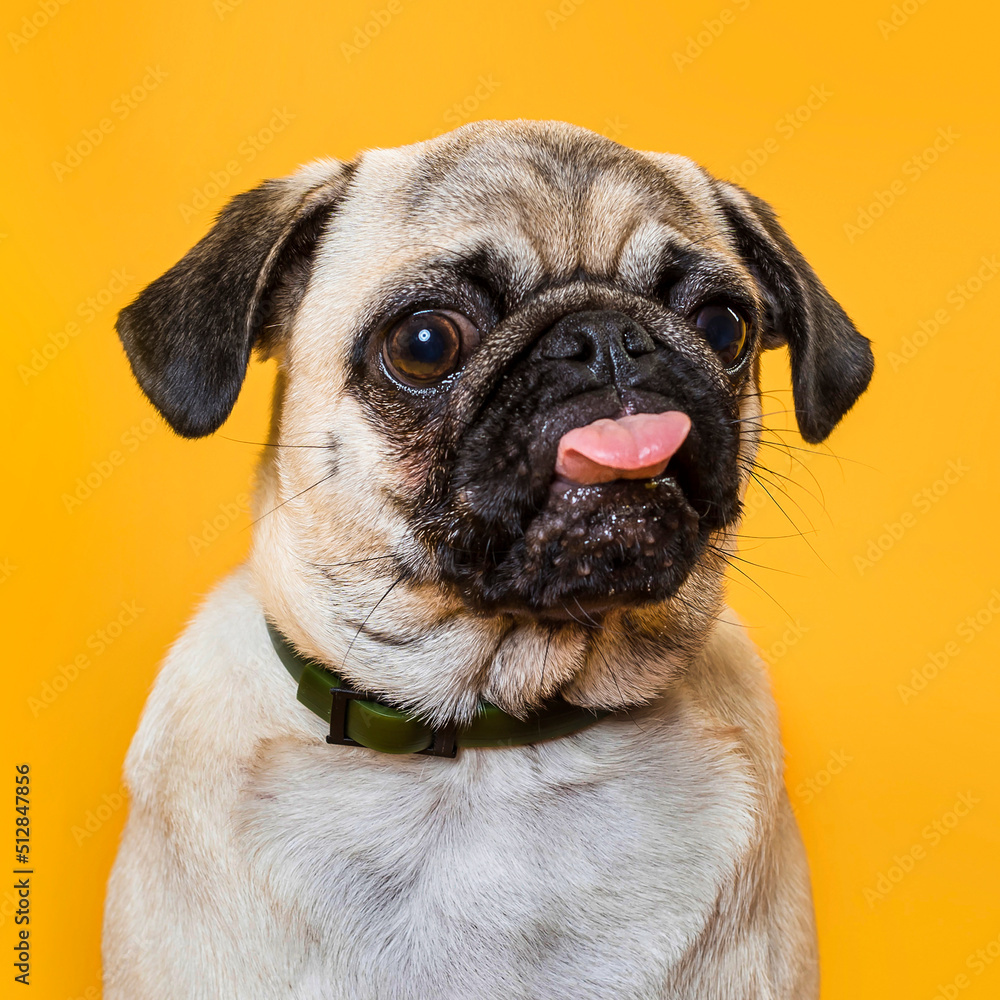 Cute dog with pink tongue on yellow background