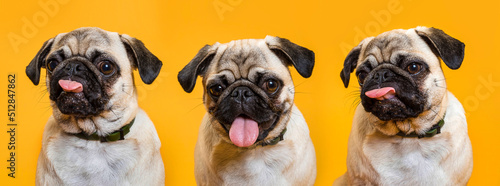 Obraz na płótnie Three cute dogs with pink tongues on a yellow background w salonie