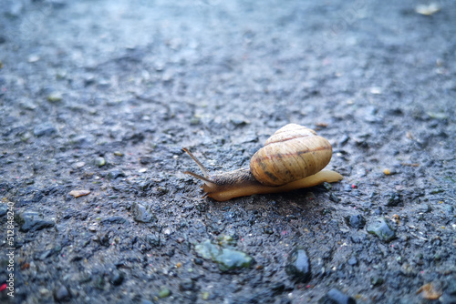 snail on a stone