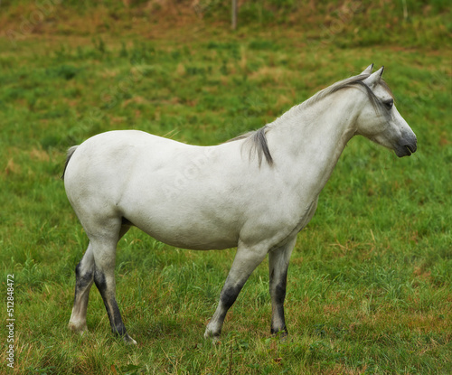 A white horse grazing in a green pasture. Domestic farm animal or a pony standing on an agricultural field with fresh grass. One stallion or mare with a mane roaming freely outside in the meadow © SteenoWac/peopleimages.com