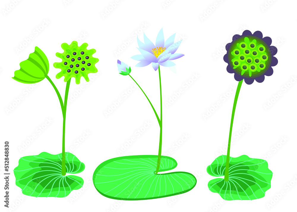 Lotus flower, seed, stem, bud. Vector illustration isolated on white background.