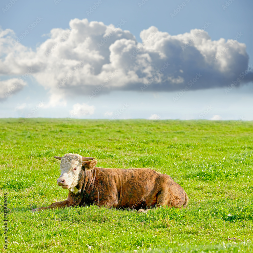 Obraz premium Hereford cow on a sustainable dairy farm pasture. One Brown and white cow isolated against green grass on remote farmland and agricultural estate. Raising live cattle in a grass-fed farming industry
