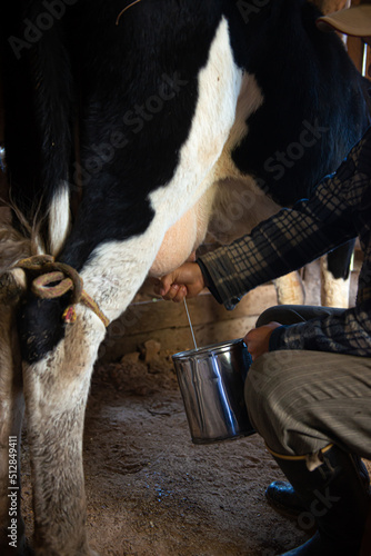 man milking the cow and mixing with a cup of coffee the so-called 