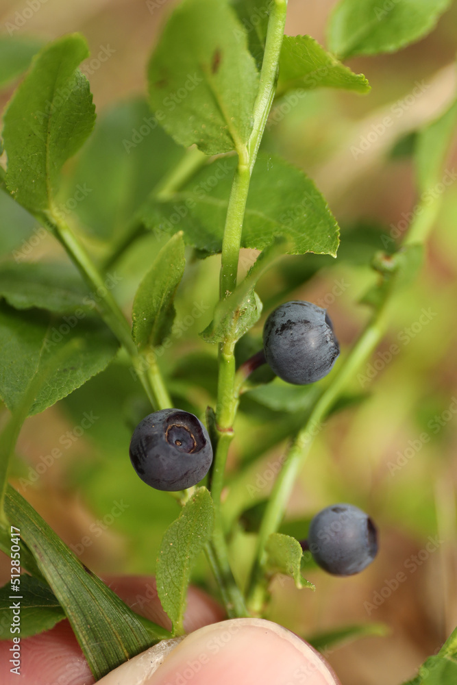Ripe blueberries on a bush, vertically. Bilberry. Ripe blueberries on a bush, vertically. Bilberry.