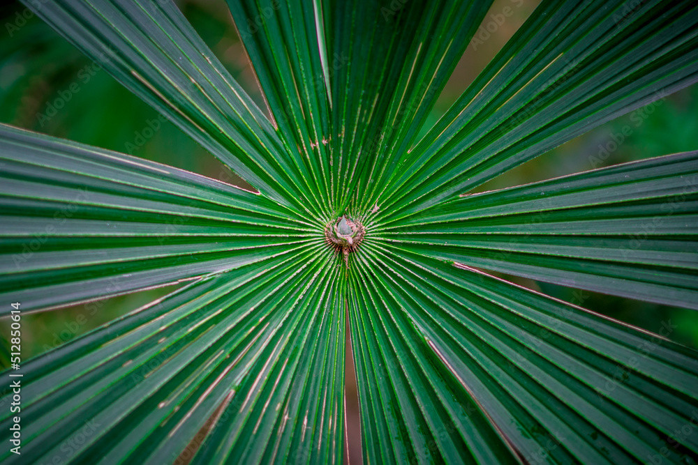 Vivid green palm tree leaves spreading out. Vivid green palm tree leaves spreading out.