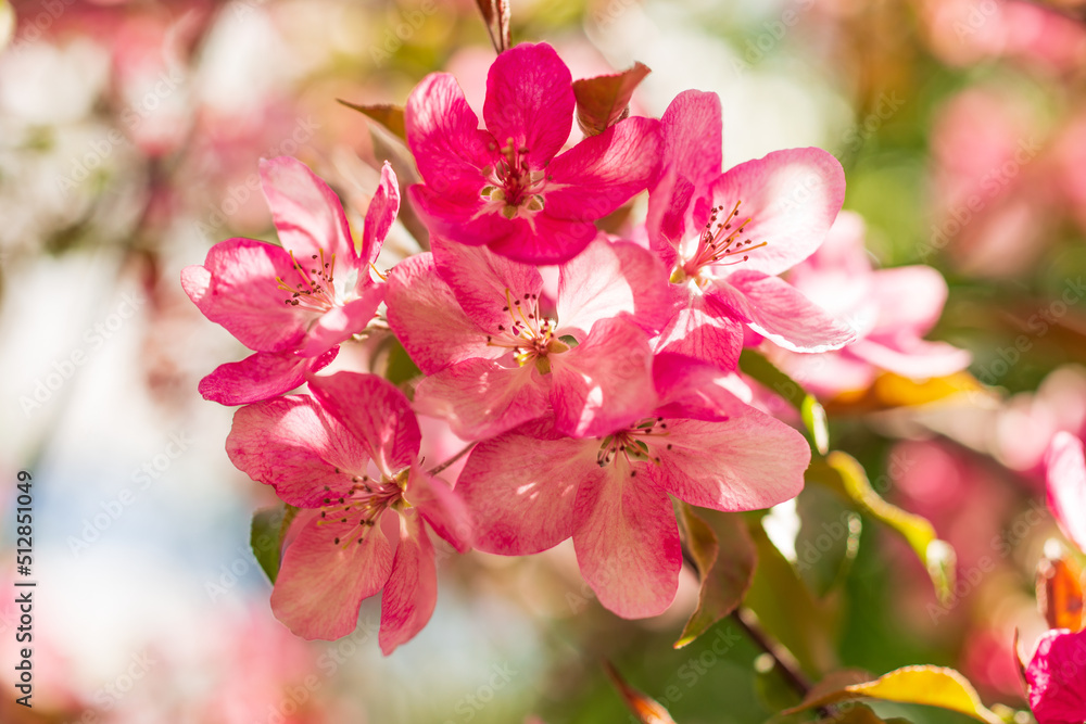 Apple Malus Rudolph tree, with dark pink blossoms in the blurred bokeh background. Spring. Abstract floral pattern Apple Malus Rudolph tree, with dark pink blossoms in the blurred bokeh background. Spring. Abstract floral pattern
