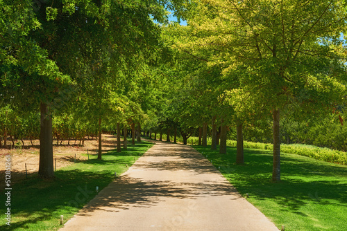 Lots of tall trees in a park with a pathway and green grass or lawn. Many trees lined up or standing in a row on garden route to vineyards or near wine growing area in Sellenbosch, South Africa.
