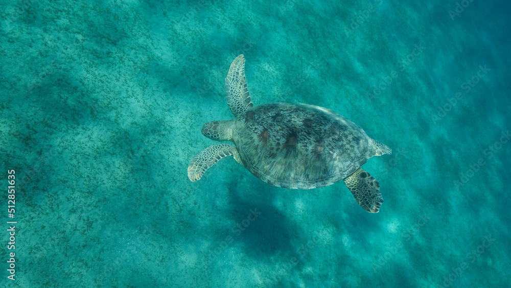 Fototapeta premium Sea turtle dives to the deep on sandy bottom covered with green sea grass. Green sea turtle (Chelonia mydas) Close up, Underwater shot. Red sea, Egypt