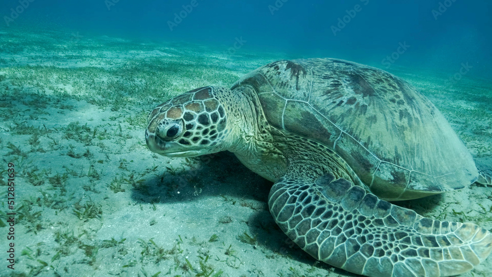 Obraz premium Big Sea Turtle green on seabed covered with green sea grass . Green sea turtle (Chelonia mydas) Underwater shot. Red sea, Egypt