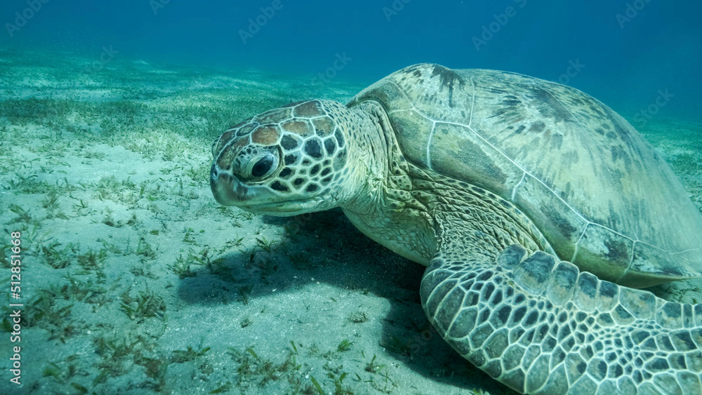 Fototapeta premium Big Sea Turtle green on seabed covered with green sea grass . Green sea turtle (Chelonia mydas) Underwater shot. Red sea, Egypt