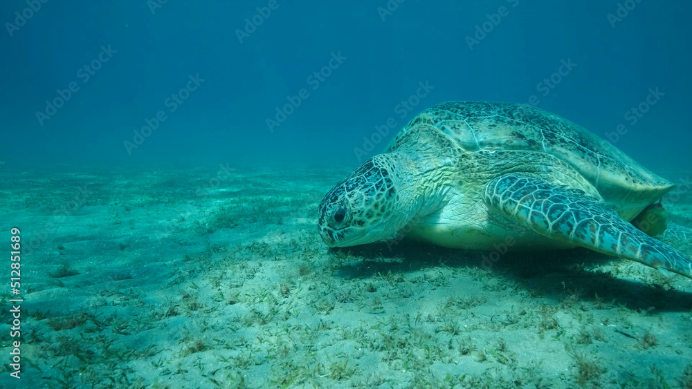 Fototapeta premium Big Sea Turtle green eats green sea grass on the seabed. Green sea turtle (Chelonia mydas) Underwater shot, Red sea, Egypt