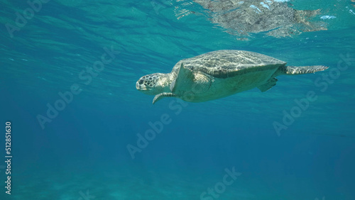 Big Sea Turtle swim under surface of the. Green sea turtle  Chelonia mydas . Underwater shot. Red Sea  Egypt
