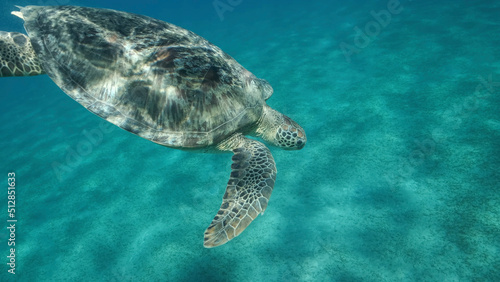 Sea turtle dives to the deep on sandy bottom covered with green sea grass. Green sea turtle  Chelonia mydas  Close up  Underwater shot. Red sea  Egypt