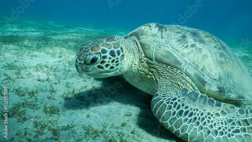 Big Sea Turtle green on seabed covered with green sea grass . Green sea turtle  Chelonia mydas  Underwater shot. Red sea  Egypt