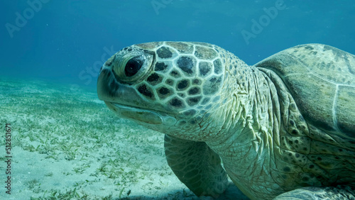 Big Sea Turtle green on seabed covered with green sea grass . Green sea turtle (Chelonia mydas) Underwater shot. Red sea, Egypt © Andriy Nekrasov