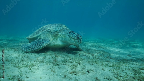 Big Sea Turtle green eats green sea grass on the seabed. Green sea turtle  Chelonia mydas  Underwater shot  Red sea  Egypt