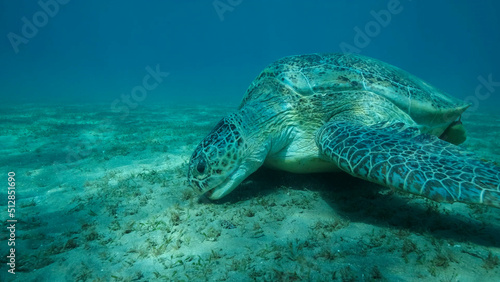 Big Sea Turtle green eats green sea grass on the seabed. Green sea turtle  Chelonia mydas  Underwater shot  Red sea  Egypt