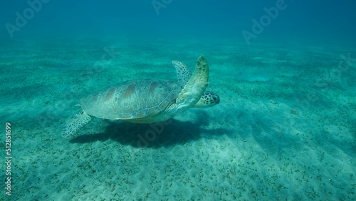 Big Sea Turtle green swim above seabed covered with green sea grass. Green sea turtle (Chelonia mydas) Underwater shot, Red sea, Egypt