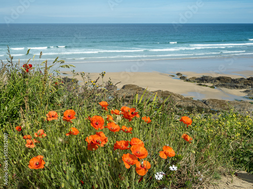 Last of the poppies at Fistral Beach in Newquay . 