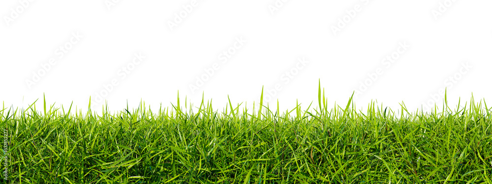 Green grass lawn isolated on a white background. Perfectly smooth lawn  close-up Stock Photo