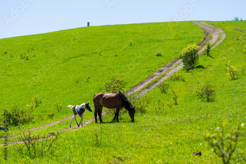 Countryside landscape with horses, Armenia