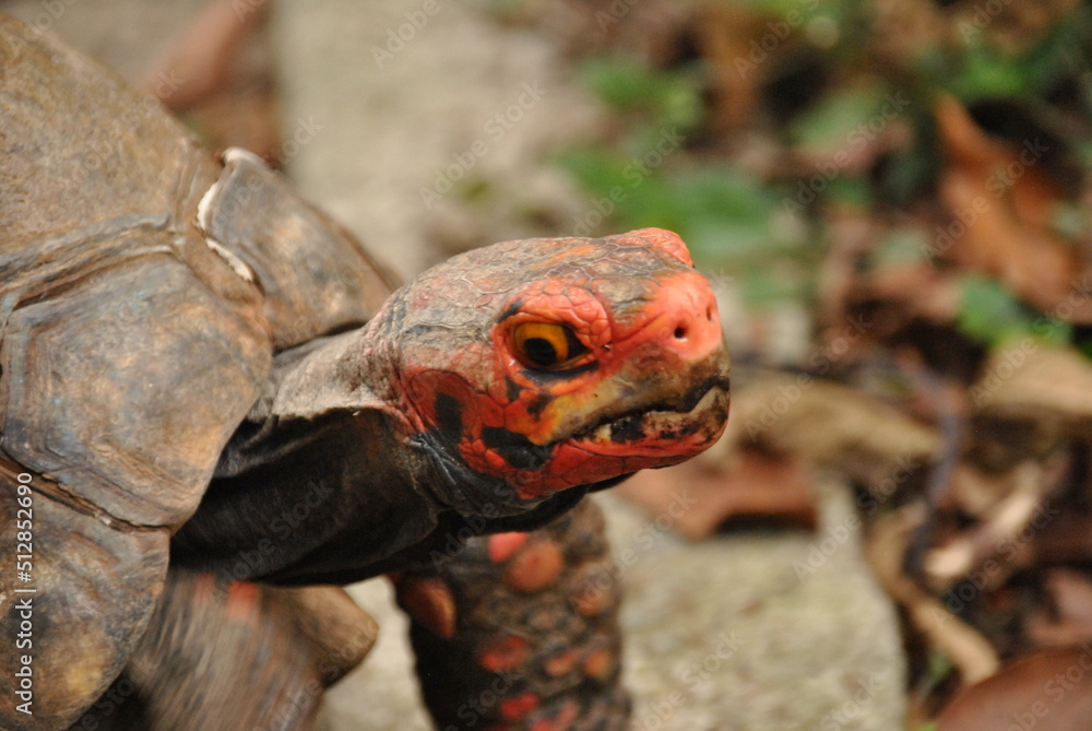 Obraz premium An old red tortoise.
