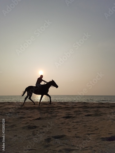 A horse stands on the beach in the evening 