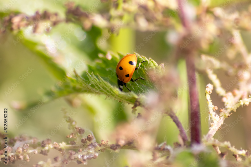 Beautiful black dotted red ladybug beetle climbing in a plant with blurred background copy space searching for plant louses to kill them as beneficial organism pest control useful animal in the garden Beautiful black dotted red ladybug beetle climbing in a plant with blurred background copy space searching for plant louses to kill them as beneficial organism pest control useful animal in the garden