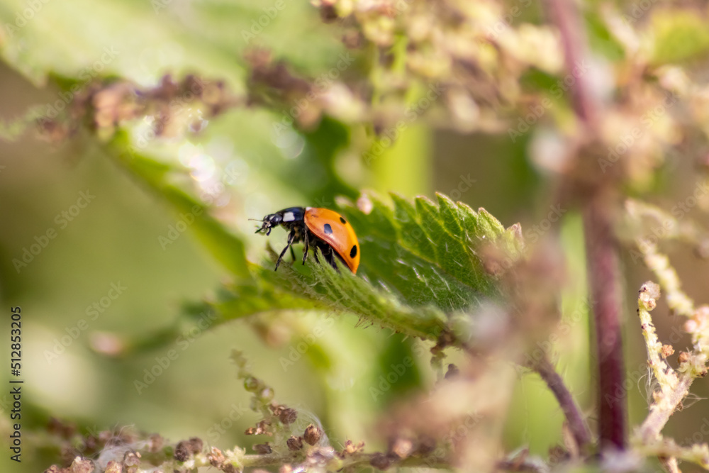 Beautiful black dotted red ladybug beetle climbing in a plant with blurred background copy space searching for plant louses to kill them as beneficial organism pest control useful animal in the garden Beautiful black dotted red ladybug beetle climbing in a plant with blurred background copy space searching for plant louses to kill them as beneficial organism pest control useful animal in the garden