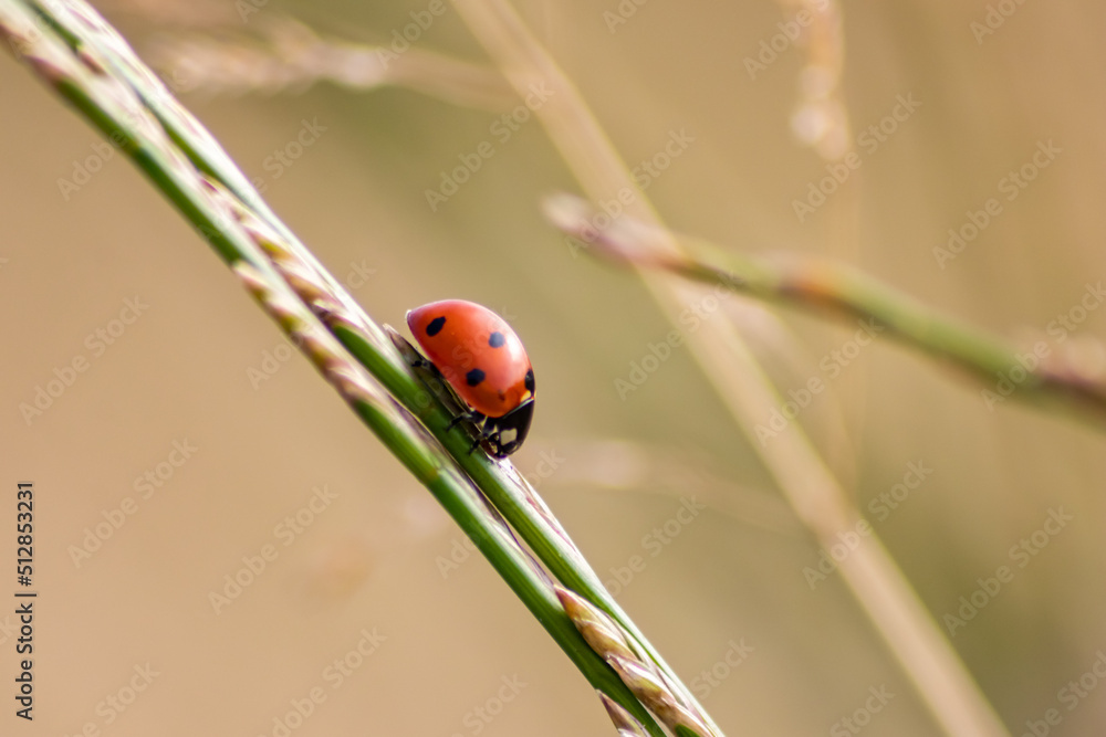 Beautiful black dotted red ladybug beetle climbing in a plant with blurred background copy space searching for plant louses to kill them as beneficial organism pest control useful animal in the garden Beautiful black dotted red ladybug beetle climbing in a plant with blurred background copy space searching for plant louses to kill them as beneficial organism pest control useful animal in the garden
