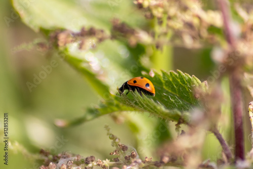 Beautiful black dotted red ladybug beetle climbing in a plant with blurred background copy space searching for plant louses to kill them as beneficial organism pest control useful animal in the garden