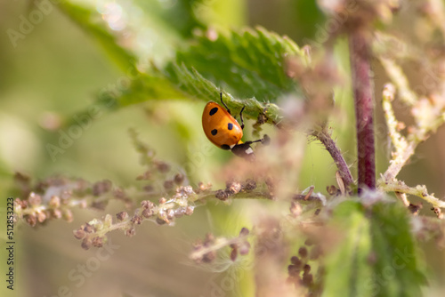 Beautiful black dotted red ladybug beetle climbing in a plant with blurred background copy space searching for plant louses to kill them as beneficial organism pest control useful animal in the garden