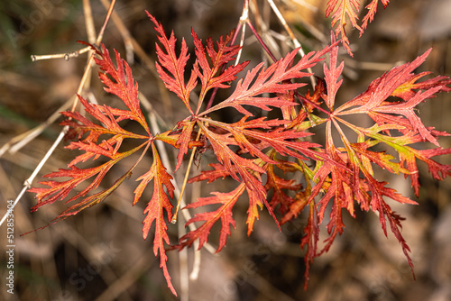 Laceleaf Japanese Maple (Acer palmatum var. dissectum, 'Orangeola’)