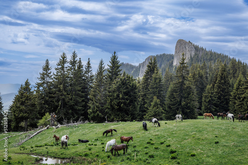 Herd of horses that eat grass, drink water and graze in meadow with fir trees against backdrop of mountains and sky © YouraPechkin