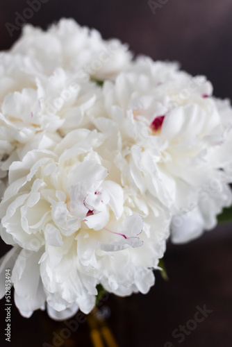 white peonies in a vase © Katya