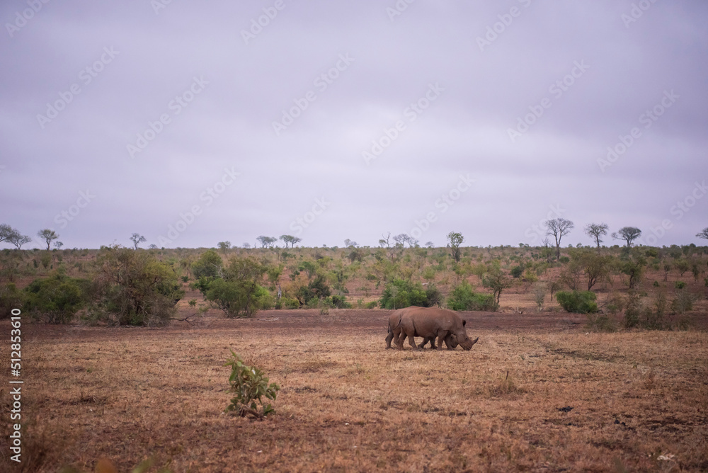 Rinocerontes en un paisaje africano. Parque nacional kruger. Rinocerontes en un paisaje africano. Parque nacional kruger.