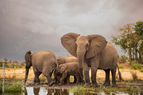 Obraz na plátně Manda de elefantes en el Parque Nacional Kruger en Sudáfrica frente al lago para