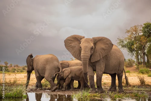 Fototapeta samoprzylepna Manda de elefantes en el Parque Nacional Kruger en Sudáfrica frente al lago para refrescarse