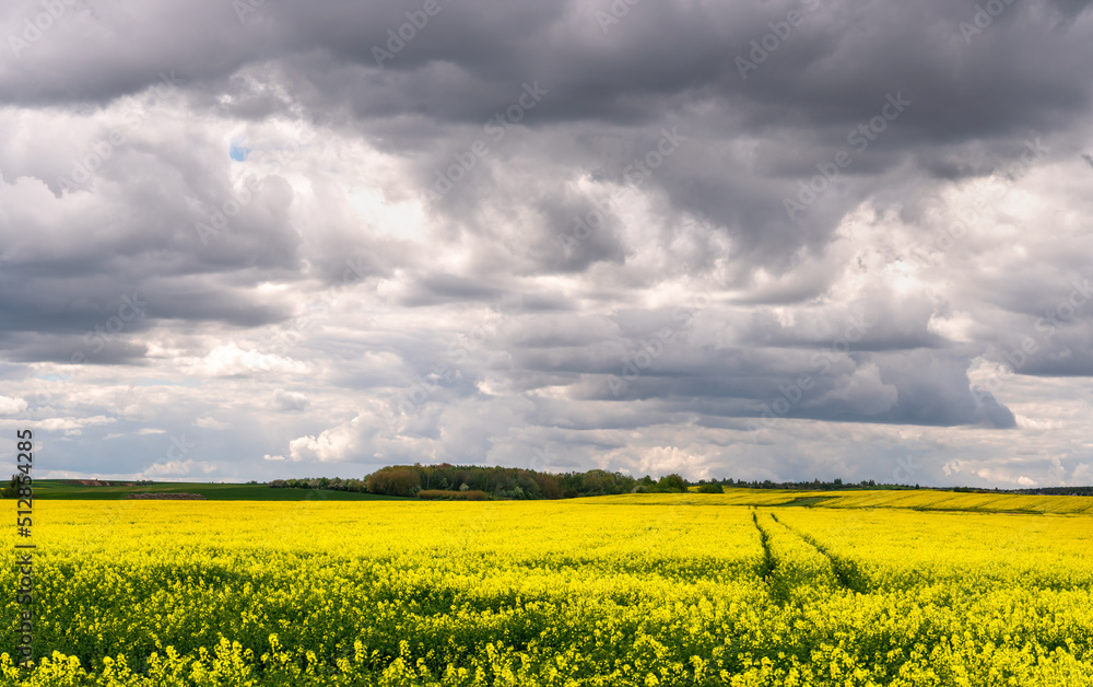 Obraz premium A beautiful flowering rapeseed field against the background of clouds. Traces of wheeled agricultural machinery on a rapeseed field. Rural landscape wallpaper.