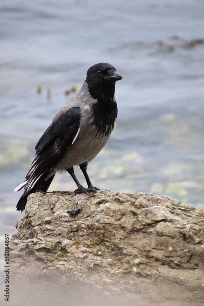Black and grey raven (crow) standing on a stone in font of the sea