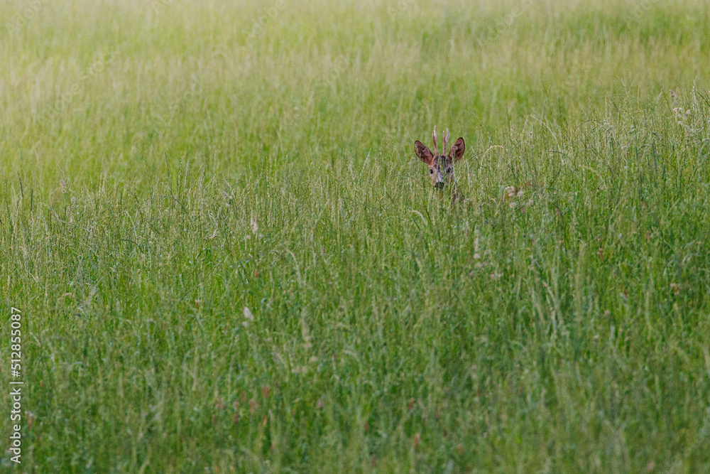 roe buck in tall grass in Emmental roe buck in tall grass in Emmental