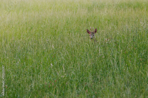 Fototapeta Naklejka Na Ścianę i Meble -  roe buck in tall grass in Emmental