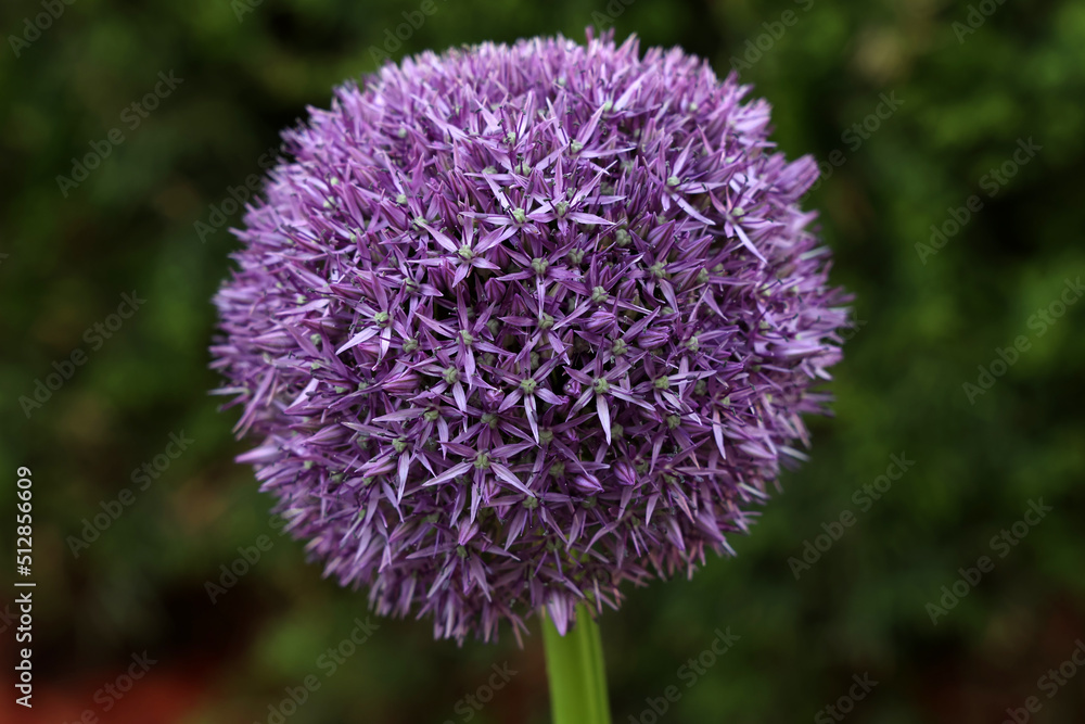 Ornamental onion blooms beautifully in the garden Ornamental onion blooms beautifully in the garden