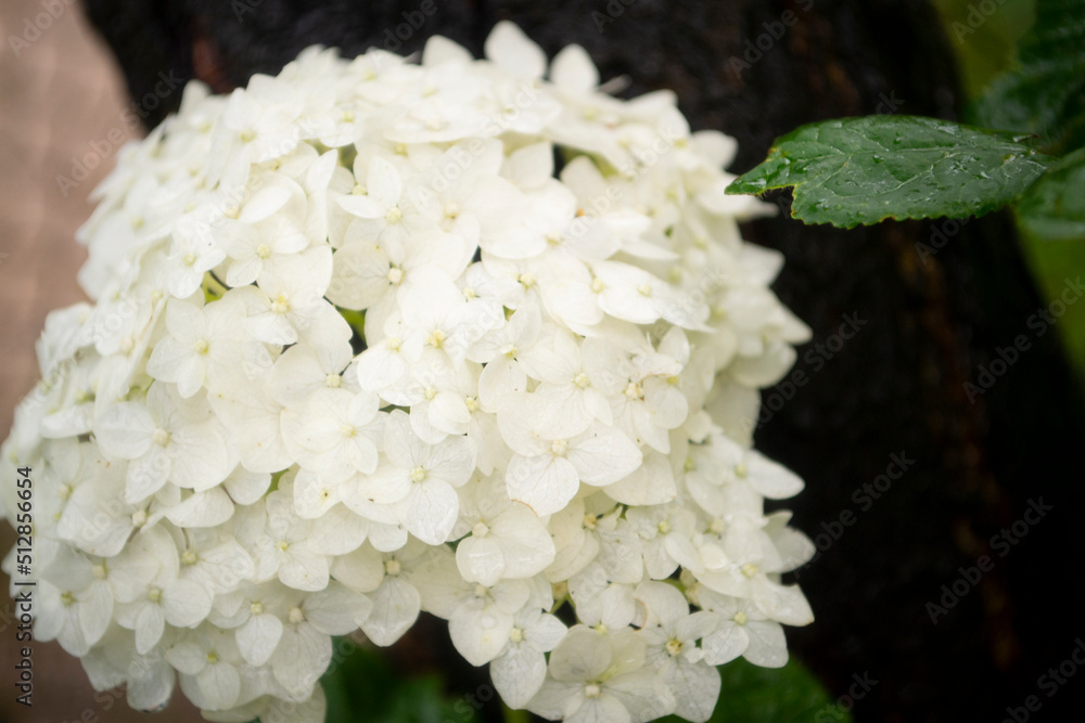 White hydrangea flower blossom in morning garden close up on green background White hydrangea flower blossom in morning garden close up on green background