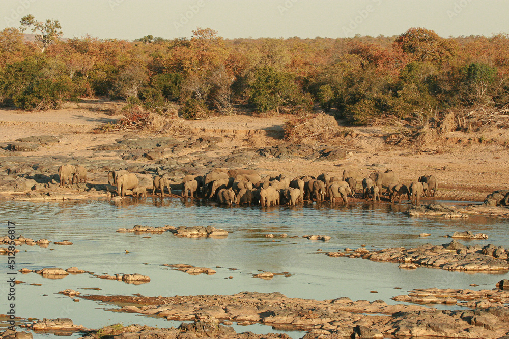 Herd of African elephant drinking water at the river's edge, Kruger National Park, South Africa