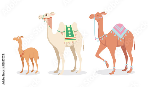 Vector illustration of cute and beautiful camels on white background. Charming characters in babies and large different types in cartoon style.