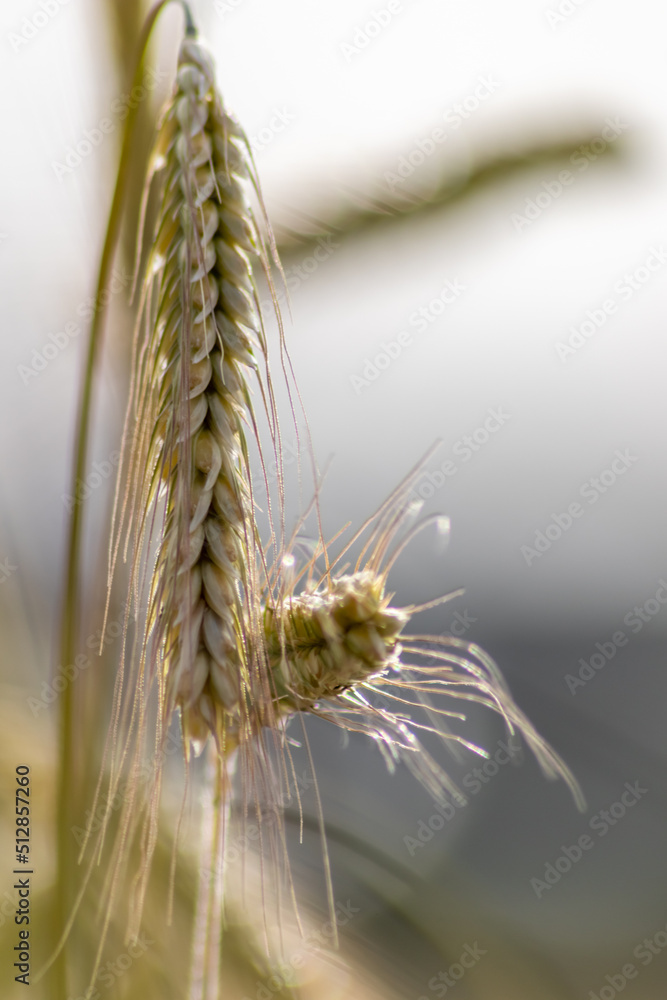 Fototapeta premium Growing farming field with grain cereal, ripening wheat waiting for summer harvest and agricultural fresh ingredients with organic food farming needs raindrops on fresh field to make bread and cereals