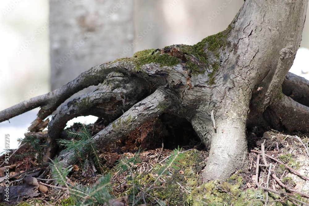 Les racines d'un arbre dans la forêt Les racines d'un arbre dans la forêt