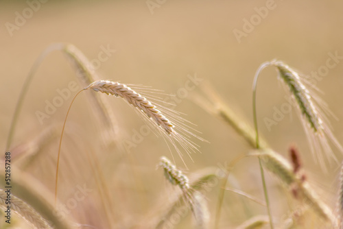 Growing farming field with grain cereal, ripening wheat waiting for summer harvest and agricultural fresh ingredients with organic food farming needs raindrops on fresh field to make bread and cereals