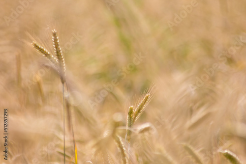 Growing farming field with grain cereal, ripening wheat waiting for summer harvest and agricultural fresh ingredients with organic food farming needs raindrops on fresh field to make bread and cereals